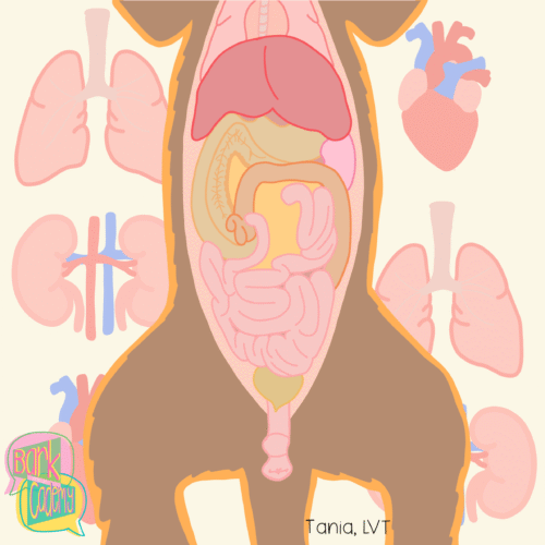 The Anatomy Lab: The Ultimate Body Party