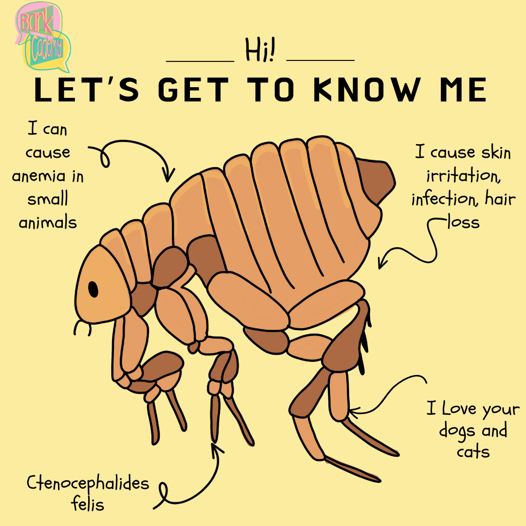 The Flea - Get to know me