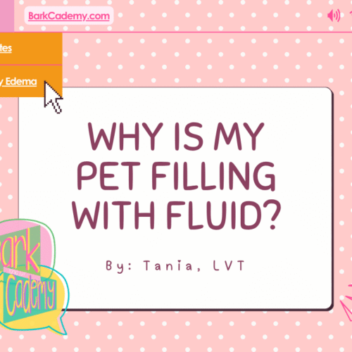 Why is my pet filling with fluid?