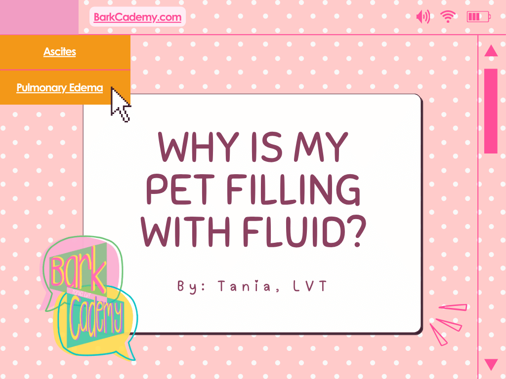Why is my pet filling with fluid?