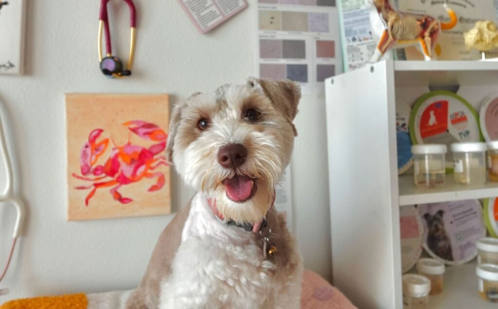 Discover expert dog training tools, vet care guides, and boarding essentials—designed to help your pup stay happy, healthy, and well-behaved.