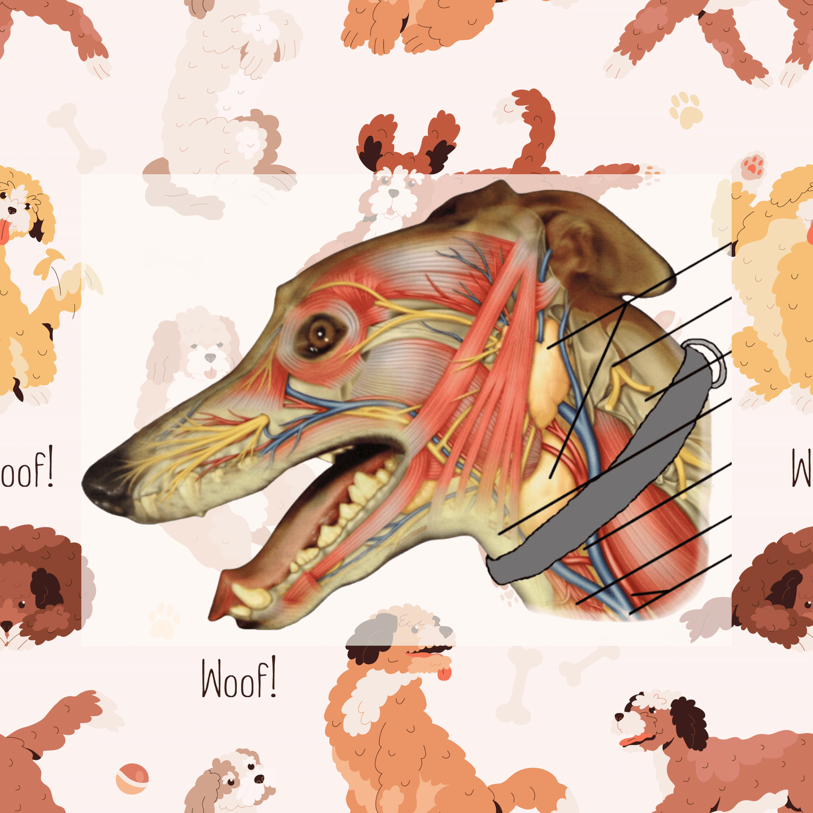 Dog Collars The Drama Unleashed