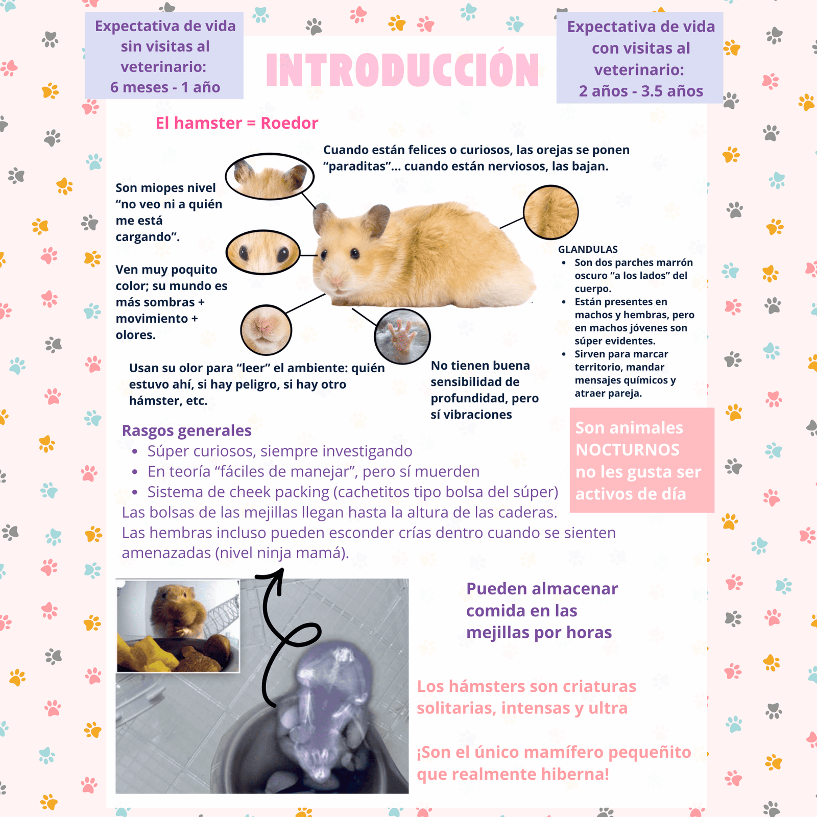 7 Mi primer hamster!