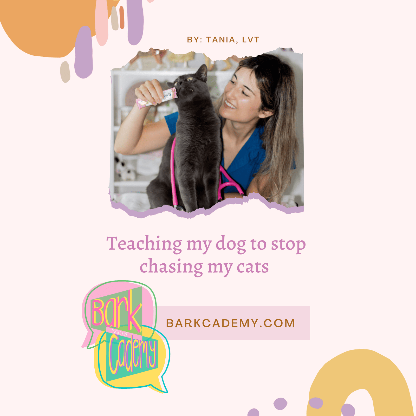 Chase cats (1) From Chasing to Calm