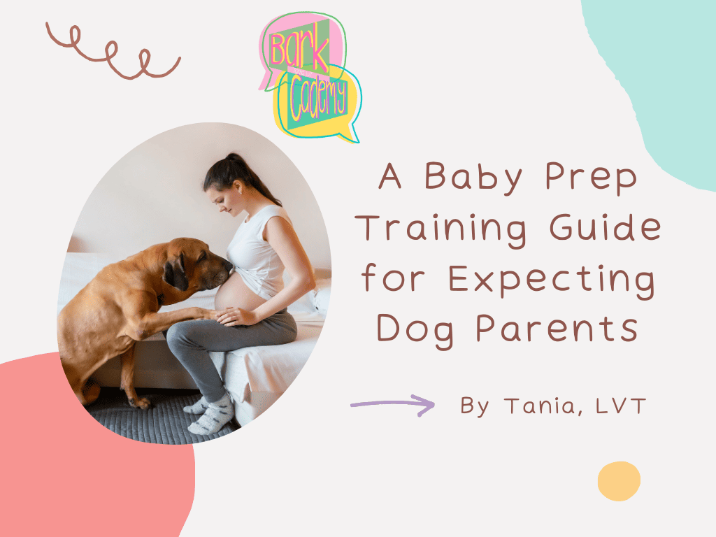 Pregnancy front page (1) Preparing Your Multi-Pet Home for Baby