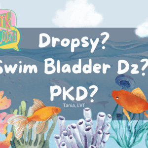 My Fish Is Bloated… Is It Dropsy?