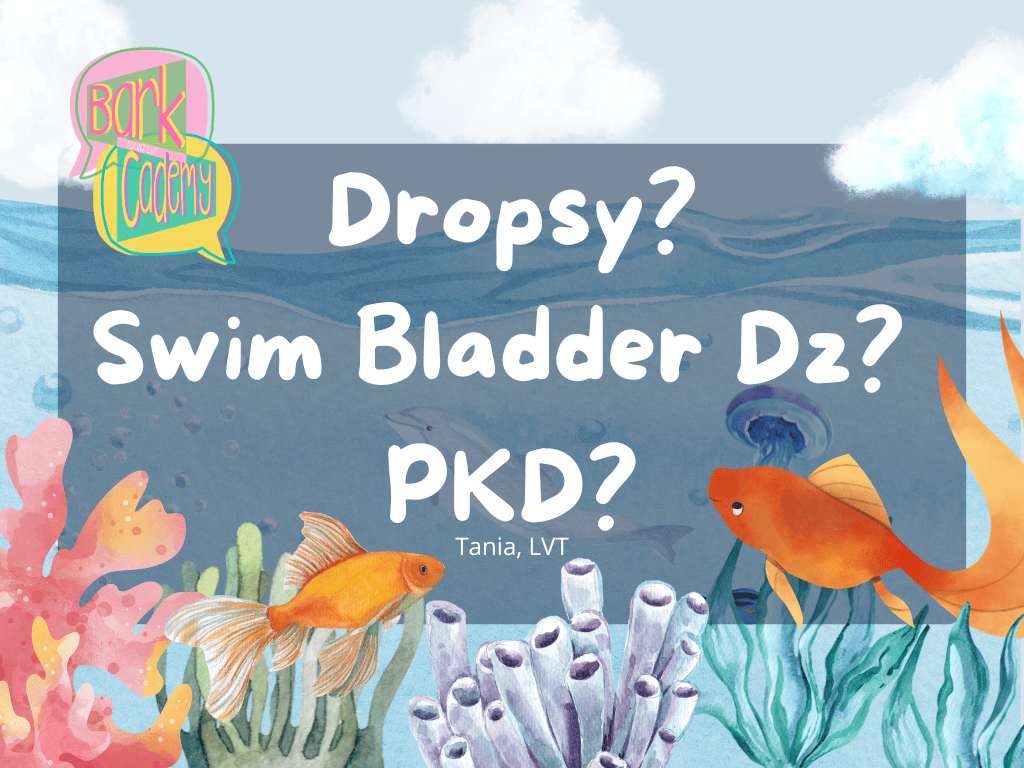 My Fish Is Bloated… Is It Dropsy?